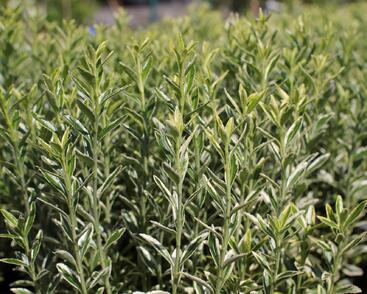 Brslen japonský 'Aureovariegatus'