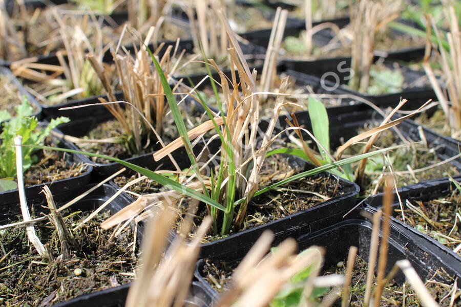 Dochan psárkovitý - Pennisetum alopecuroides
