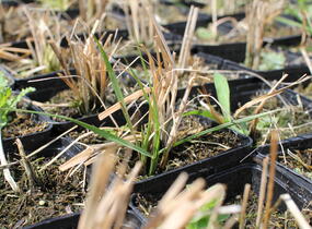 Dochan psárkovitý - Pennisetum alopecuroides