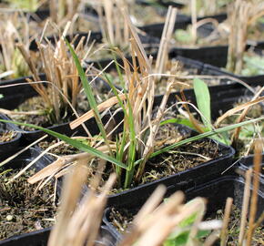 Dochan psárkovitý - Pennisetum alopecuroides