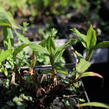 Ostřice - Carex siderosticha