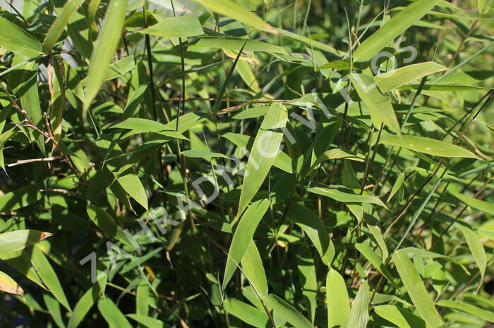 Bambus 'Tiny' - Fargesia murieliae 'Tiny'