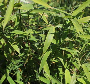 Bambus 'Tiny' - Fargesia murieliae 'Tiny'