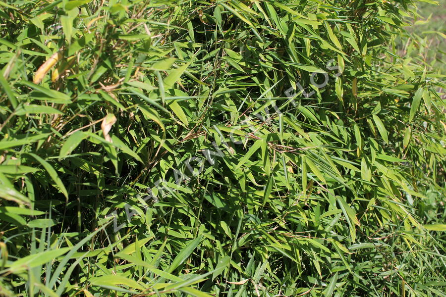 Bambus 'Tiny' - Fargesia murieliae 'Tiny'