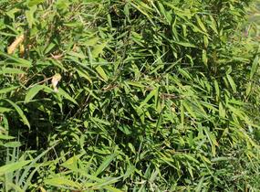Bambus 'Tiny' - Fargesia murieliae 'Tiny'