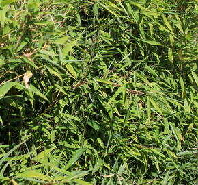 Bambus 'Tiny' - Fargesia murieliae 'Tiny'