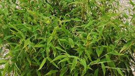 korbmarante orbifolia kaufen Rundblttrige Korbmarante (Calathea Orbifolia)