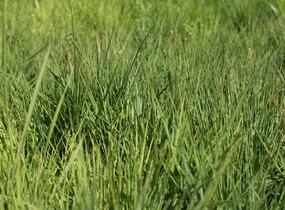 Bezkolenec modrý 'Moorflamme' - Molinia caerulea 'Moorflamme'