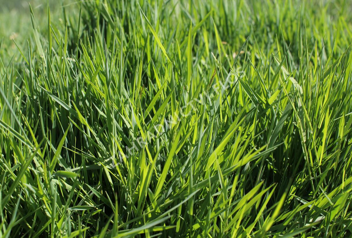 Psineček výběžkatý - Agrostis stolonifera