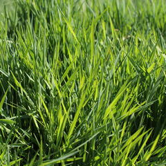 Psineček výběžkatý - Agrostis stolonifera