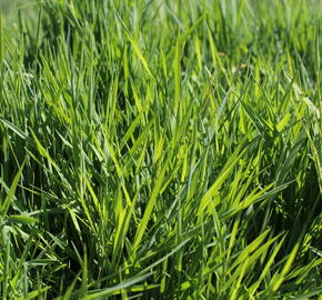 Psineček výběžkatý - Agrostis stolonifera