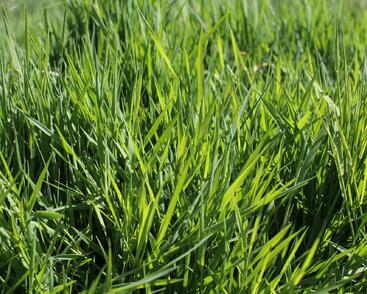 Psineček výběžkatý