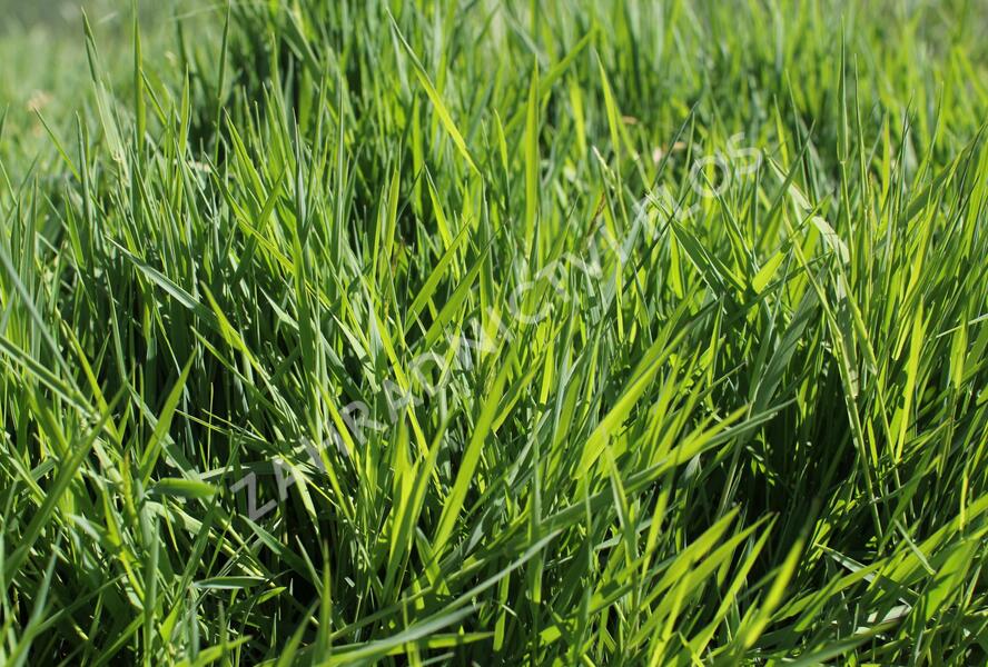 Psineček výběžkatý - Agrostis stolonifera