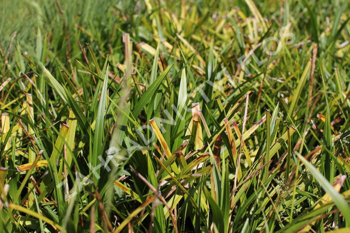 Ostřice japonská 'Mosten' - Carex morrowii 'Mosten'