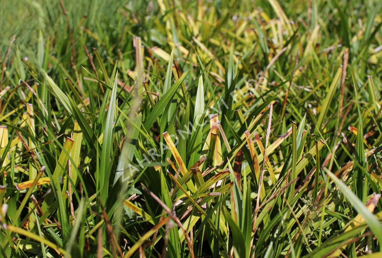 Ostřice japonská 'Mosten' - Carex morrowii 'Mosten'