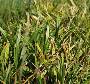 Ostřice japonská 'Mosten' - Carex morrowii 'Mosten'