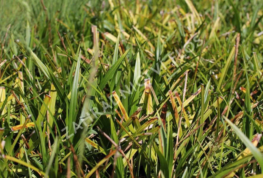 Ostřice japonská 'Mosten' - Carex morrowii 'Mosten'