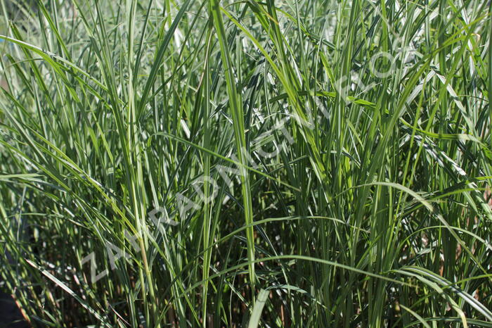 Ozdobnice čínská 'Federweißer' - Miscanthus sinensis 'Federweißer'