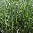 Ozdobnice čínská 'Federweißer' - Miscanthus sinensis 'Federweißer'