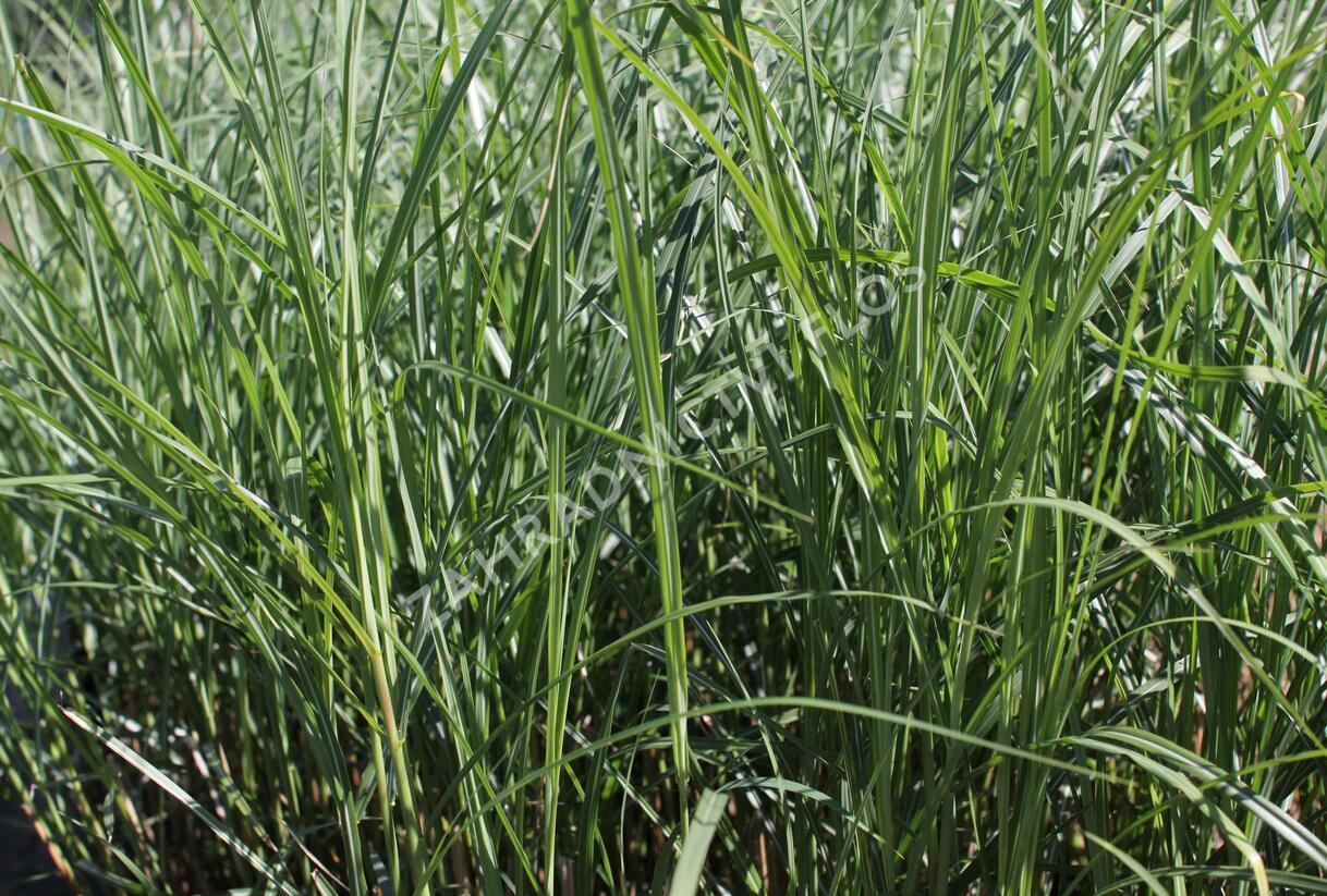 Ozdobnice čínská 'Federweißer' - Miscanthus sinensis 'Federweißer'
