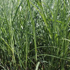 Ozdobnice čínská 'Federweißer' - Miscanthus sinensis 'Federweißer'