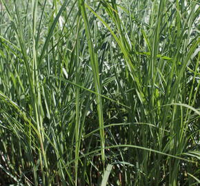 Ozdobnice čínská 'Federweißer' - Miscanthus sinensis 'Federweißer'