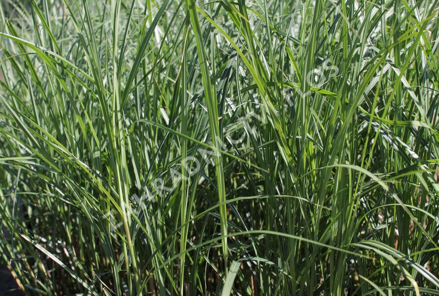 Ozdobnice čínská 'Federweißer' - Miscanthus sinensis 'Federweißer'