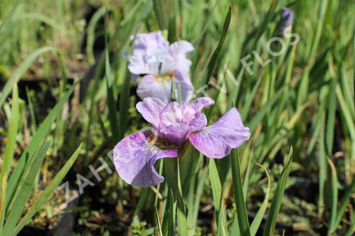 Kosatec sibiřský 'Careless Sally' - Iris sibirica 'Careless Sally'