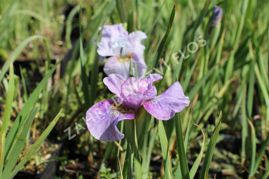 Kosatec sibiřský 'Careless Sally' - Iris sibirica 'Careless Sally'