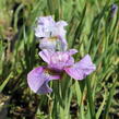 Kosatec sibiřský 'Careless Sally' - Iris sibirica 'Careless Sally'