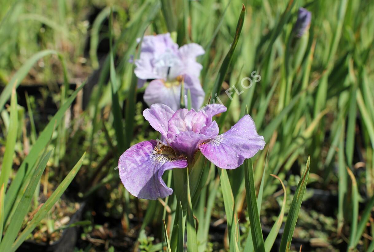 Kosatec sibiřský 'Careless Sally' - Iris sibirica 'Careless Sally'