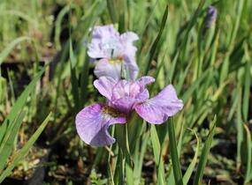 Kosatec sibiřský 'Careless Sally' - Iris sibirica 'Careless Sally'