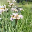 Kosatec sibiřský 'Sarah Tiffney' - Iris sibirica 'Sarah Tiffney'