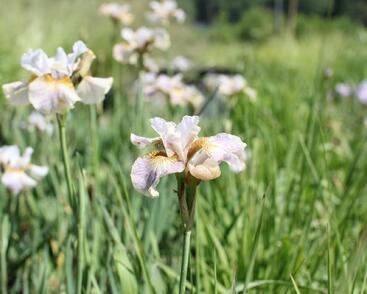 Kosatec sibiřský 'Sarah Tiffney'