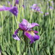 Kosatec sibiřský 'Peacock Butterfly Charming Billy' - Iris sibirica 'Peacock Butterfly Charming Billy'