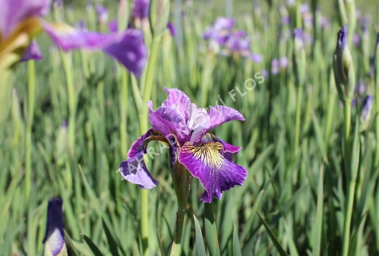 Kosatec sibiřský 'Peacock Butterfly Charming Billy' - Iris sibirica 'Peacock Butterfly Charming Billy'