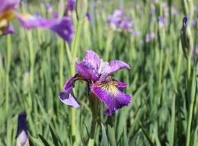 Kosatec sibiřský 'Peacock Butterfly Charming Billy' - Iris sibirica 'Peacock Butterfly Charming Billy'
