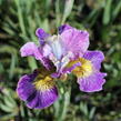 Kosatec sibiřský 'Peacock Butterfly Charming Billy' - Iris sibirica 'Peacock Butterfly Charming Billy'