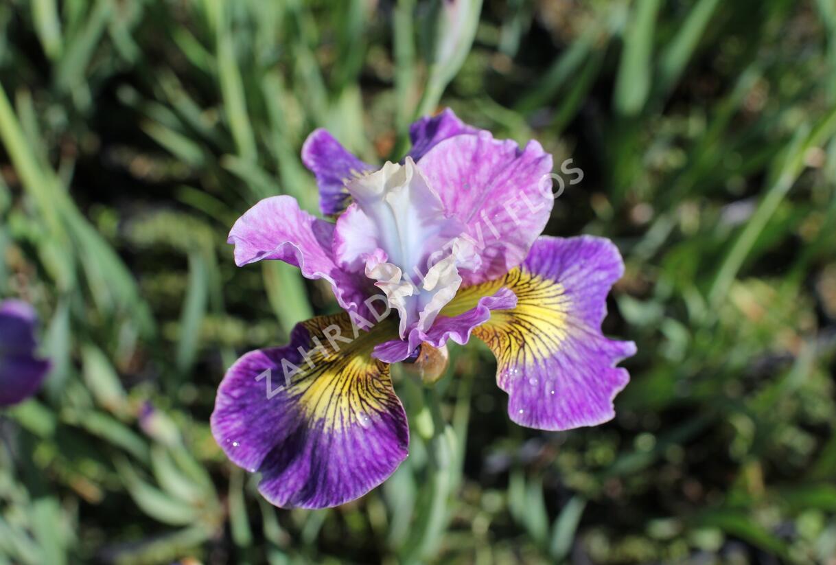 Kosatec sibiřský 'Peacock Butterfly Charming Billy' - Iris sibirica 'Peacock Butterfly Charming Billy'