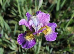 Kosatec sibiřský 'Peacock Butterfly Charming Billy' - Iris sibirica 'Peacock Butterfly Charming Billy'