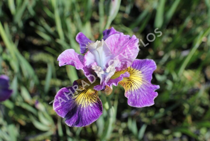 Kosatec sibiřský 'Peacock Butterfly Charming Billy' - Iris sibirica 'Peacock Butterfly Charming Billy'