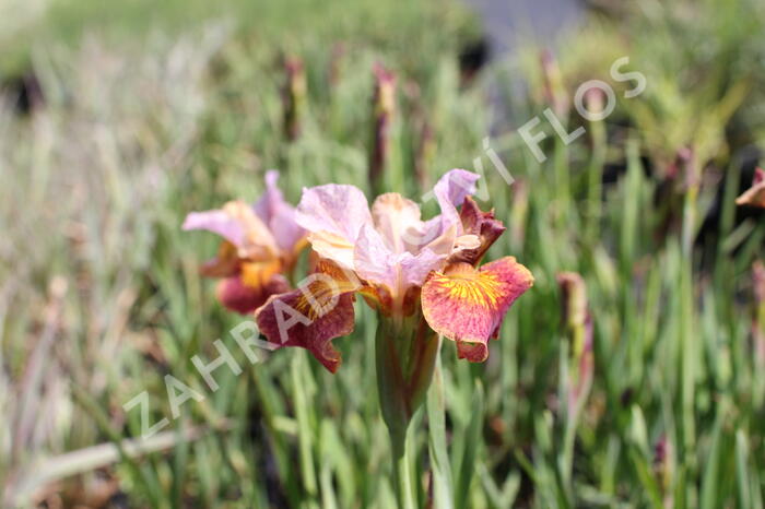 Kosatec sibiřský 'Paprikash' - Iris sibirica 'Paprikash'