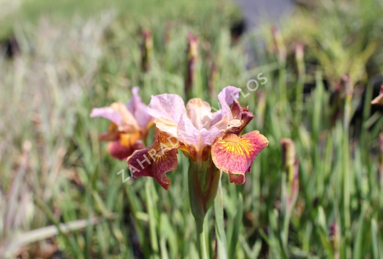 Kosatec sibiřský 'Paprikash' - Iris sibirica 'Paprikash'