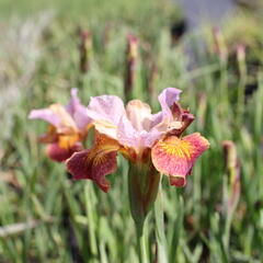 Kosatec sibiřský 'Paprikash' - Iris sibirica 'Paprikash'