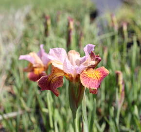 Kosatec sibiřský 'Paprikash' - Iris sibirica 'Paprikash'