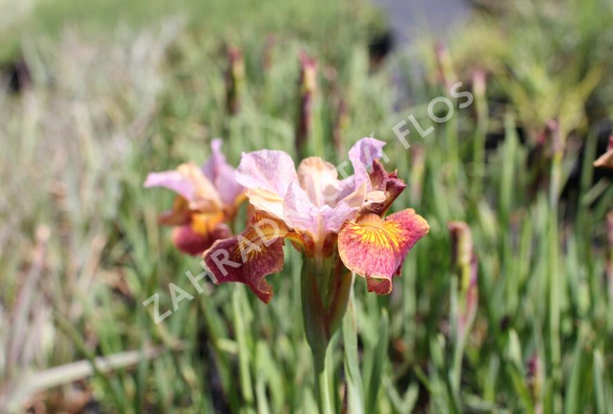Kosatec sibiřský 'Paprikash' - Iris sibirica 'Paprikash'