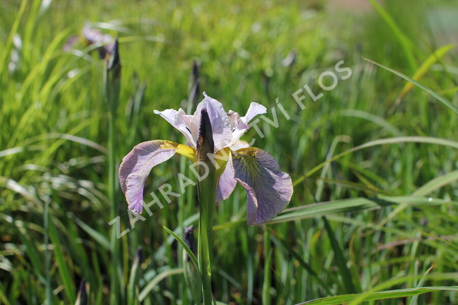 Kosatec sibiřský 'Peacock Butterfly Unbuttoned Zippers' - Iris sibirica 'Peacock Butterfly Unbuttoned Zippers'