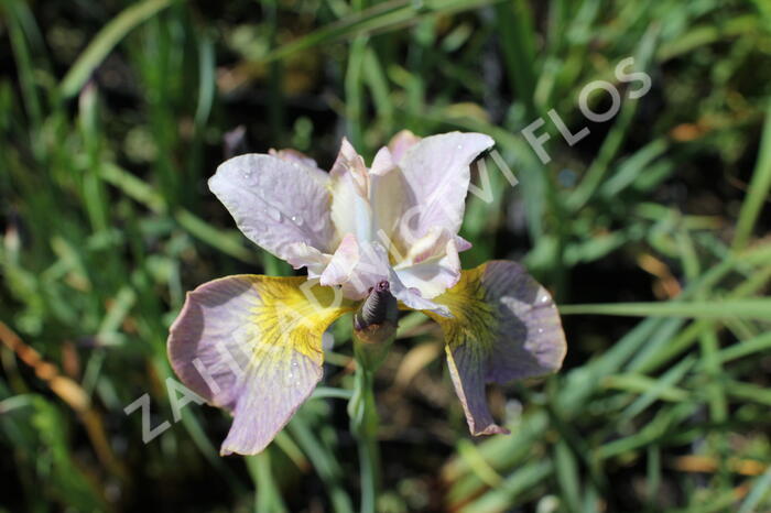 Kosatec sibiřský 'Peacock Butterfly Unbuttoned Zippers' - Iris sibirica 'Peacock Butterfly Unbuttoned Zippers'