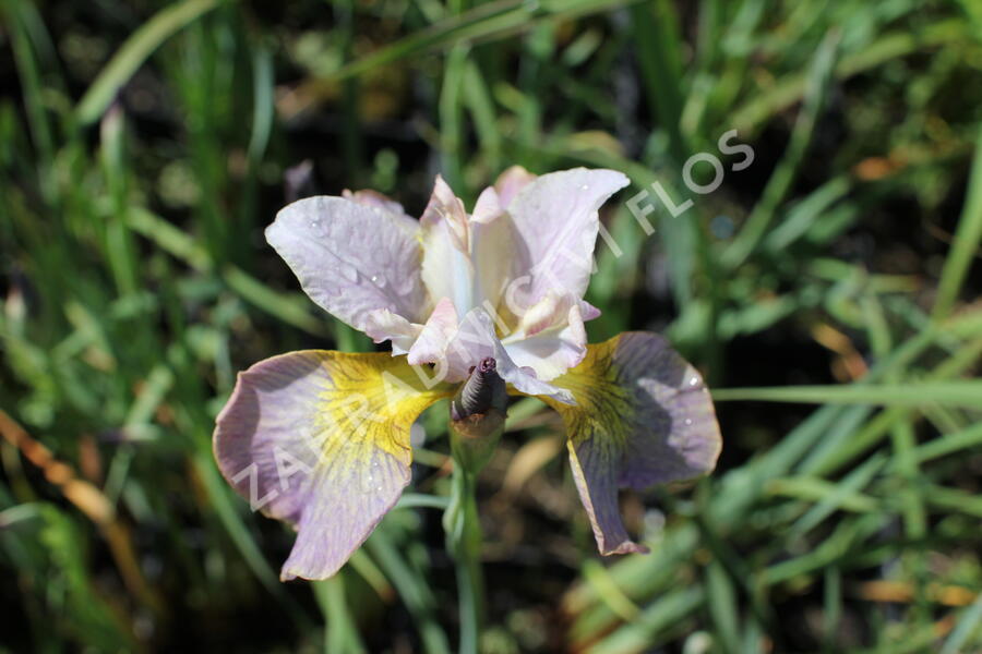 Kosatec sibiřský 'Peacock Butterfly Unbuttoned Zippers' - Iris sibirica 'Peacock Butterfly Unbuttoned Zippers'