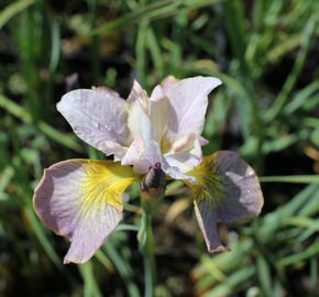 Kosatec sibiřský 'Peacock Butterfly Unbuttoned Zippers' - Iris sibirica 'Peacock Butterfly Unbuttoned Zippers'